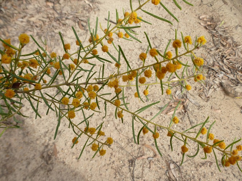 Acacia johnsonii photo 6