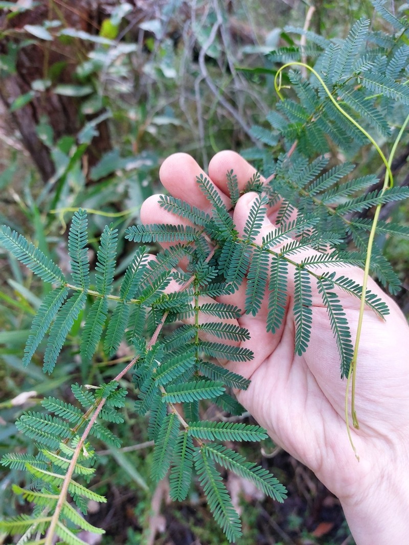 Acacia jonesii photo 2