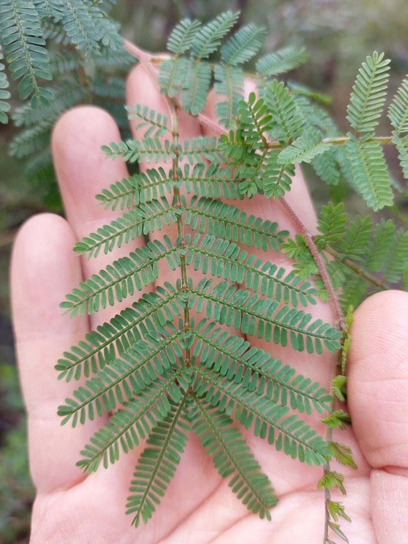 Acacia jonesii photo 3