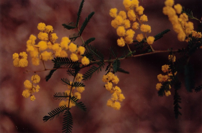 Acacia jonesii photo 4