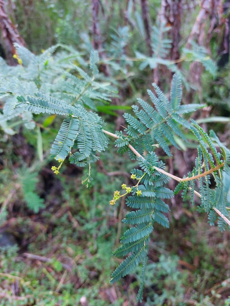 Acacia jonesii photo 5