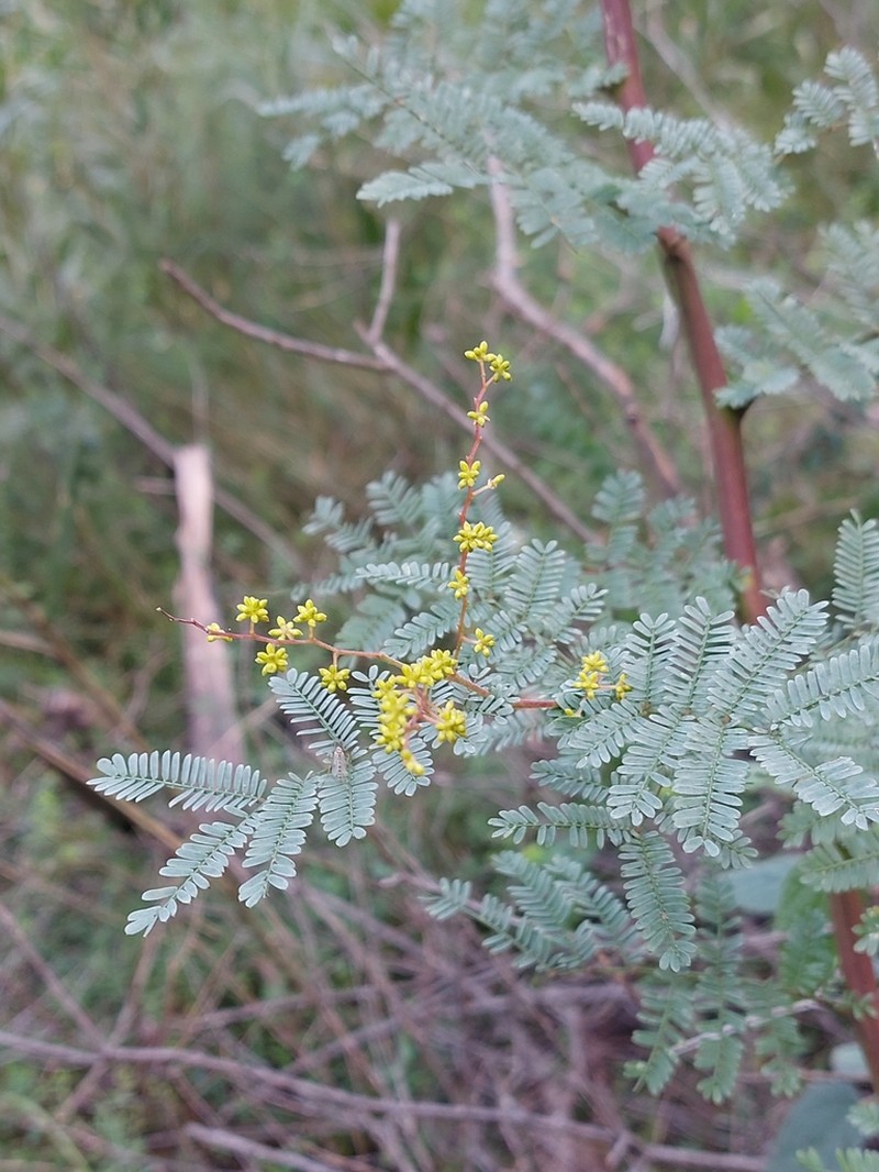 Acacia jonesii photo 6