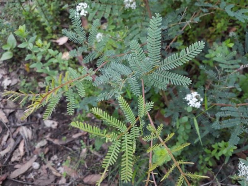 Acacia jonesii photo 7