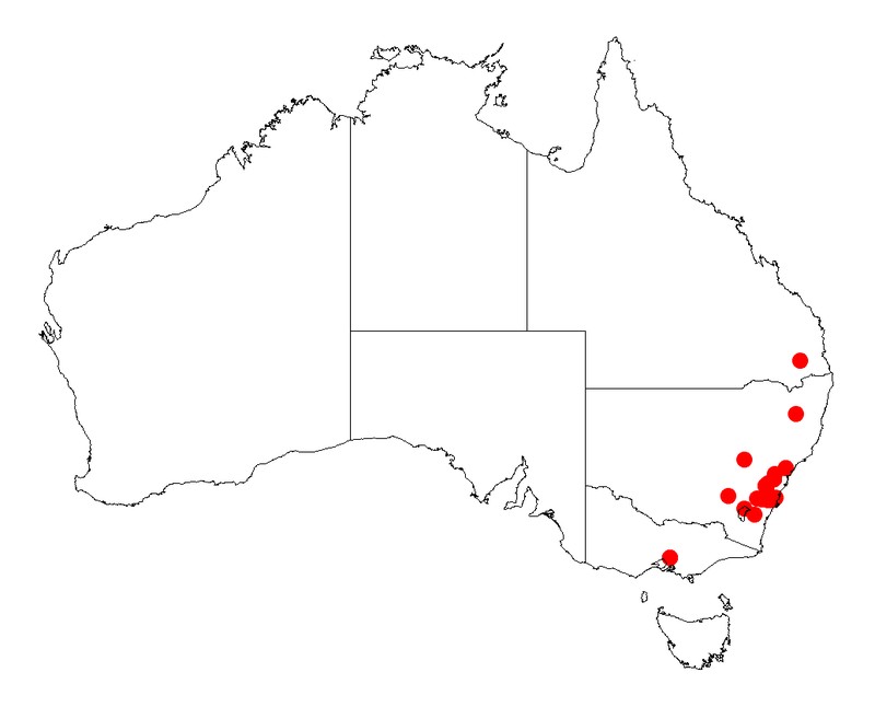 Acacia jonesii
