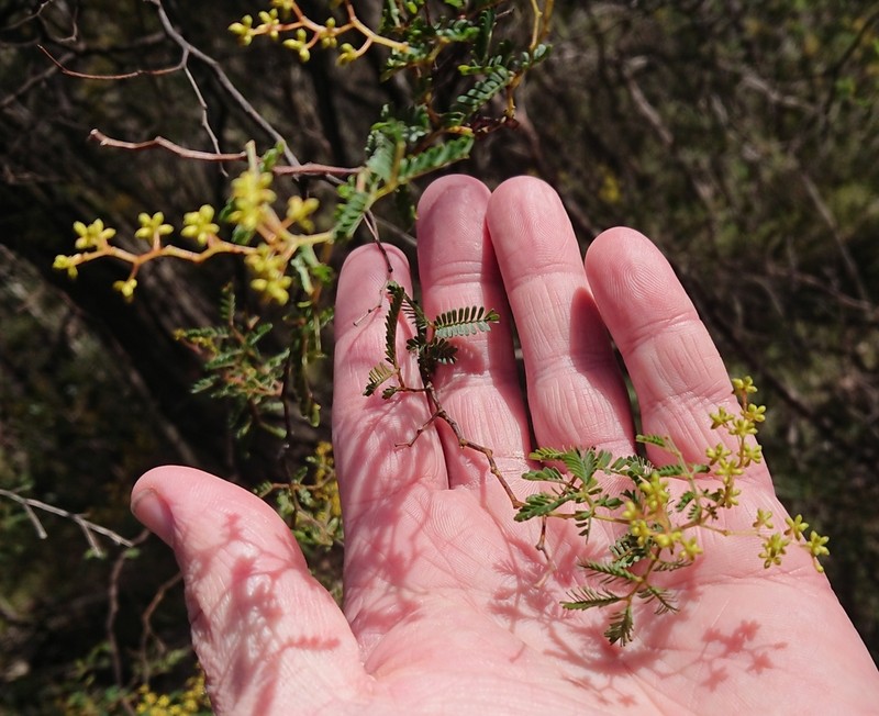 Acacia jonesii photo 2