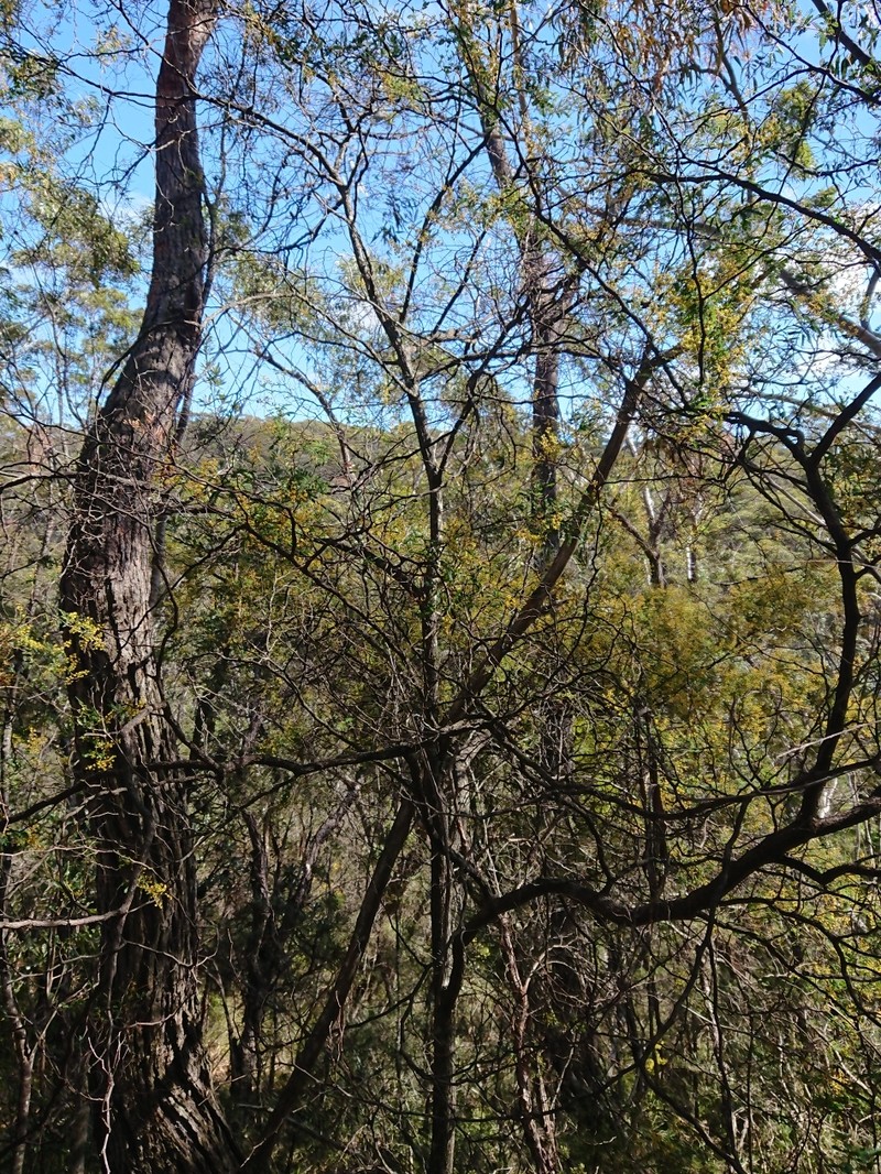 Acacia jonesii photo 3