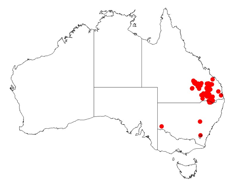 Acacia jucunda