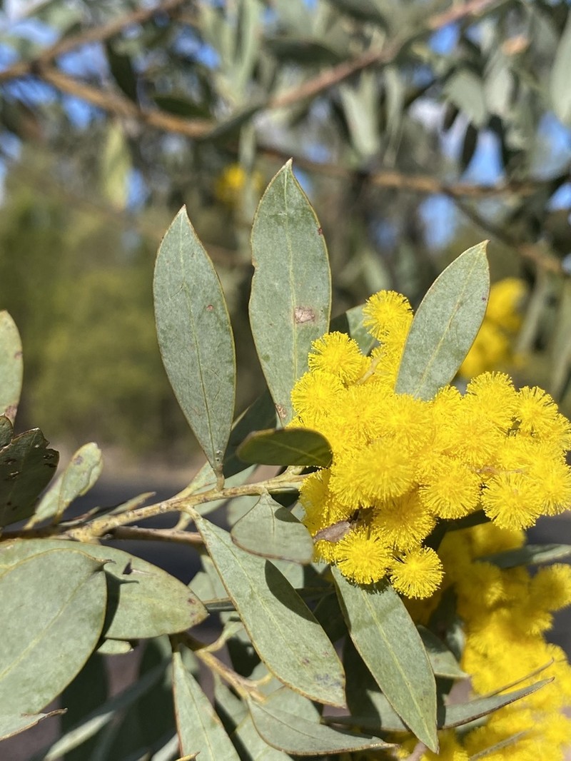 Acacia jucunda photo 2