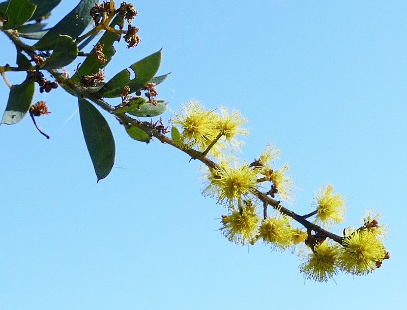 Acacia jucunda photo 3