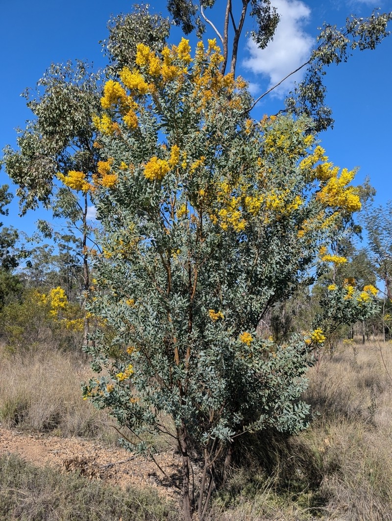 Acacia jucunda photo 4