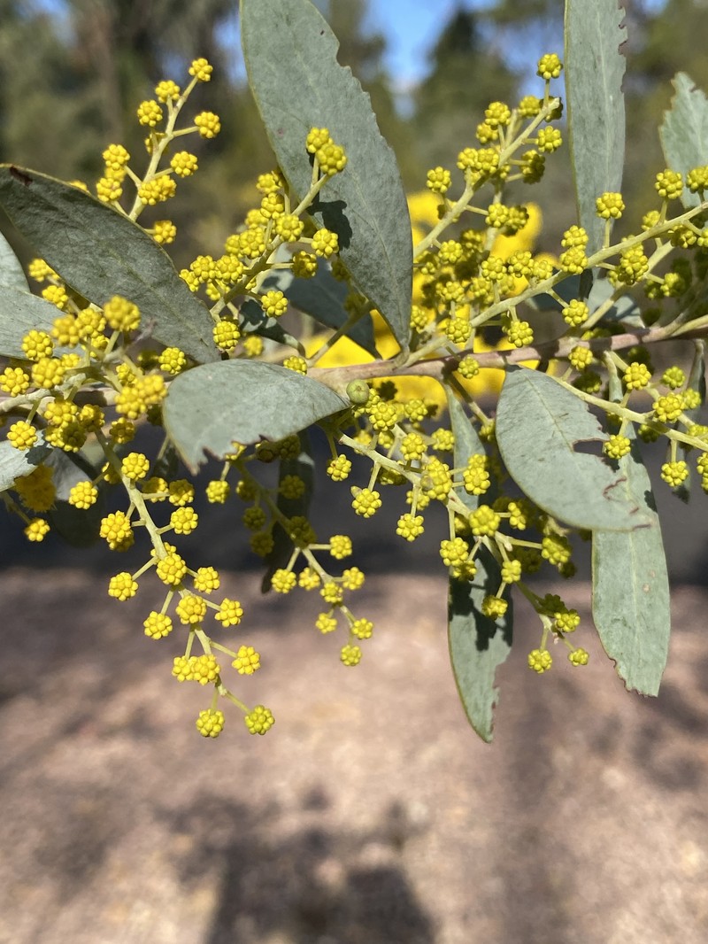 Acacia jucunda photo 5