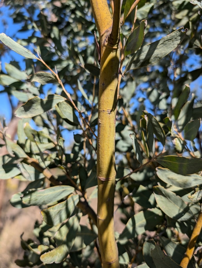 Acacia jucunda photo 6