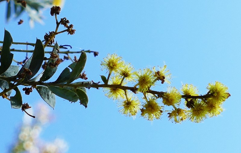 Acacia jucunda photo 7
