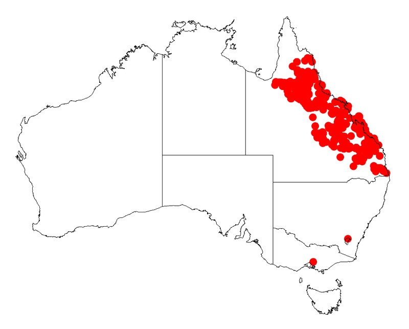 Acacia julifera