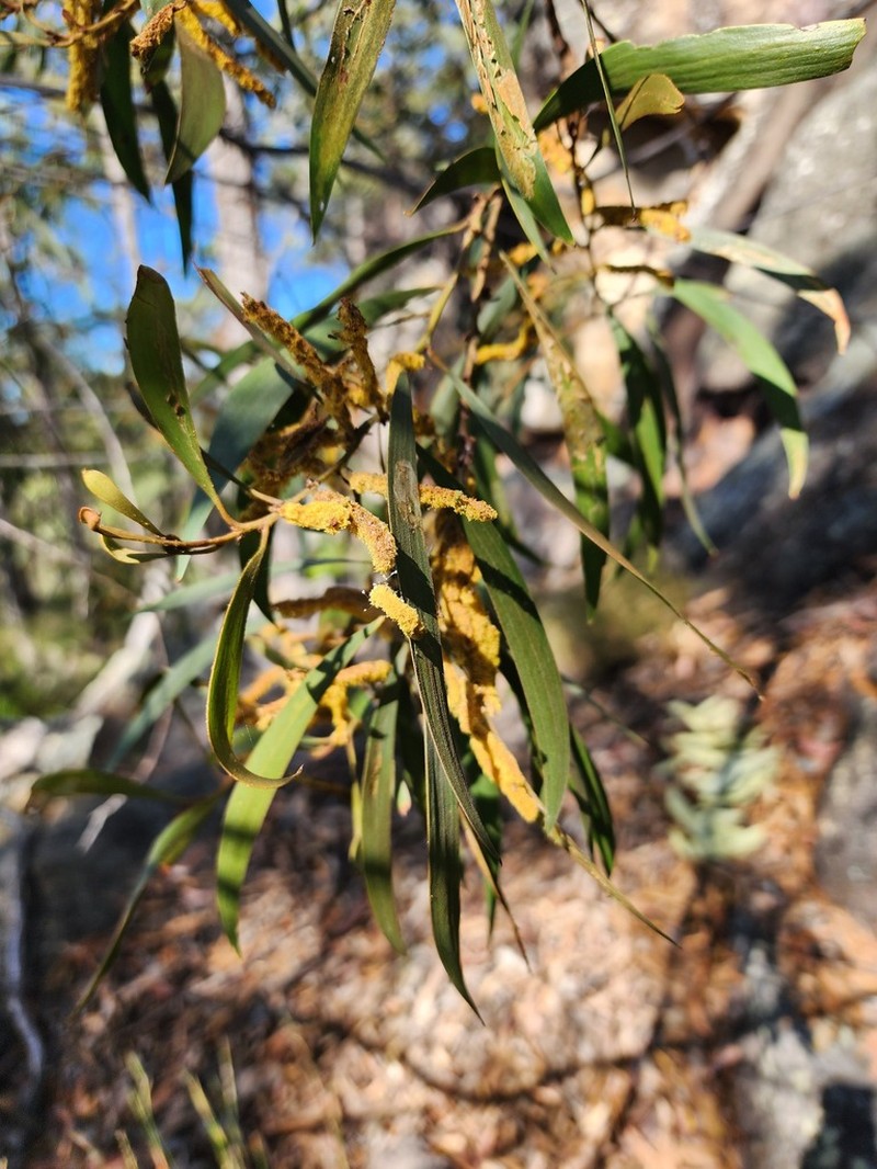 Acacia julifera photo 2