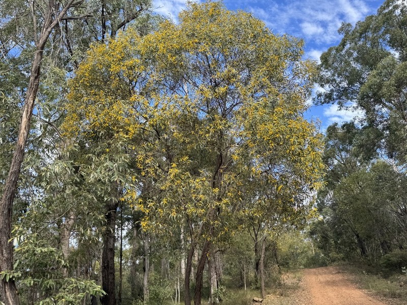 Acacia julifera photo 3