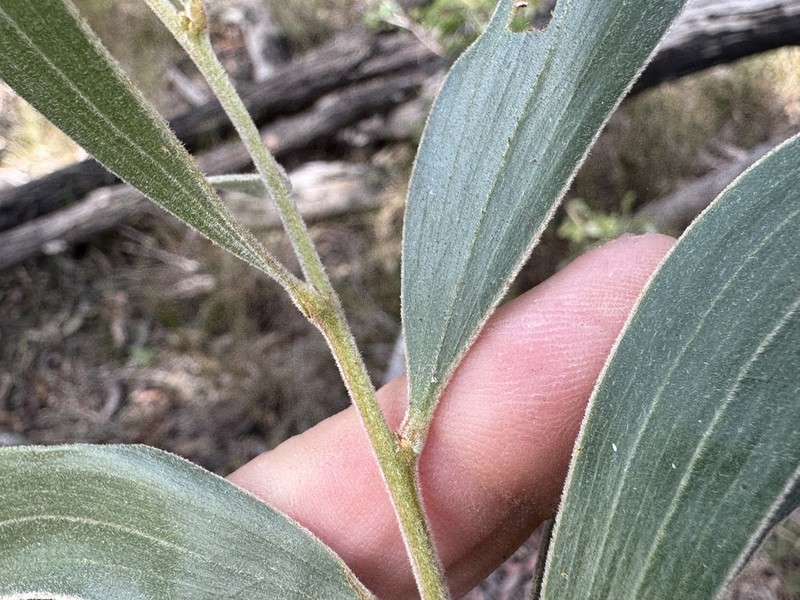 Acacia julifera photo 4