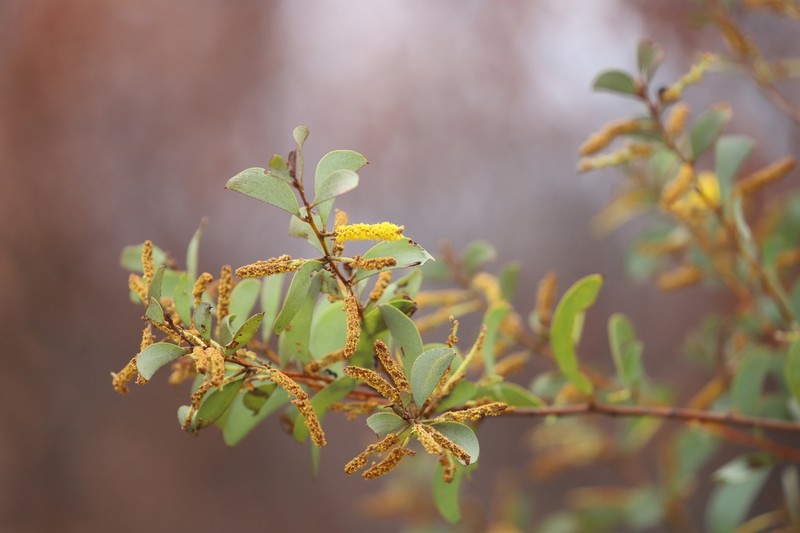 Acacia julifera photo 5