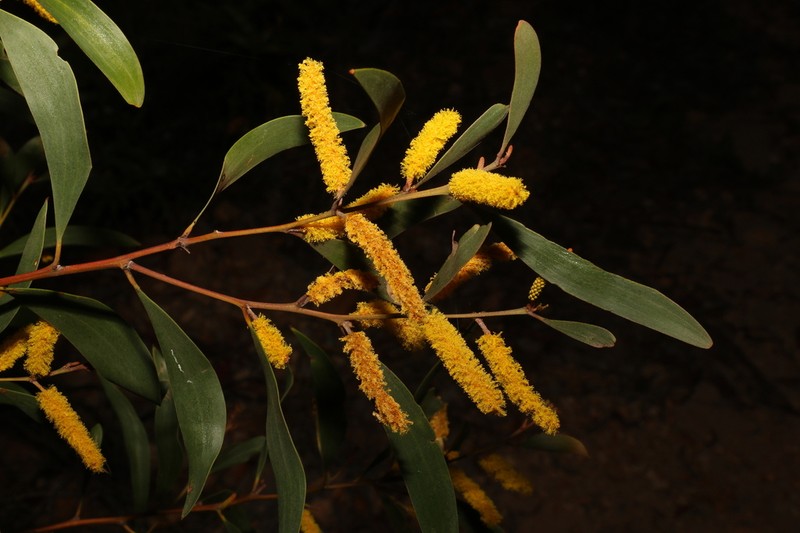 Acacia julifera photo 6