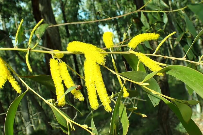 Acacia julifera photo 7