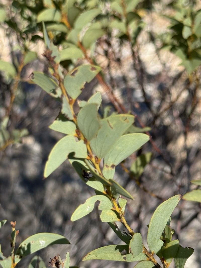 Acacia julifera subsp. curvinervia