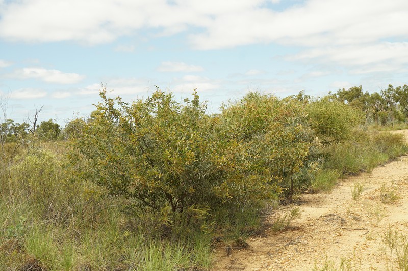 Acacia julifera subsp. curvinervia photo 2