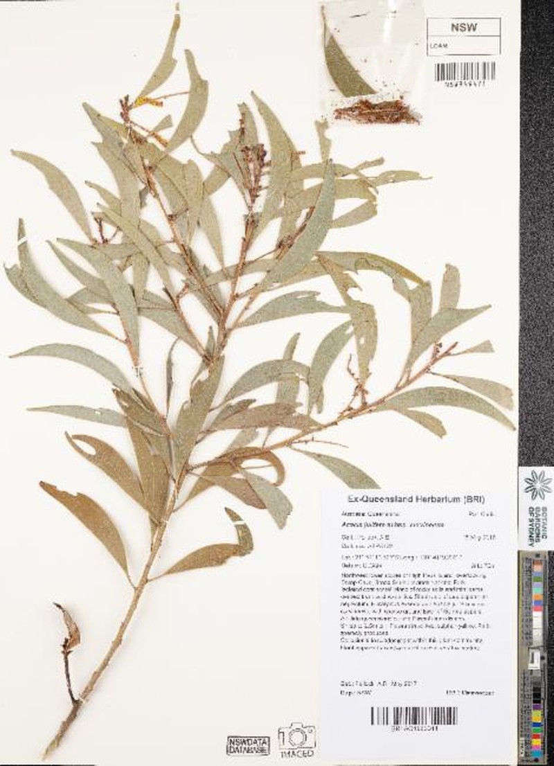 Acacia julifera subsp. curvinervia photo 3