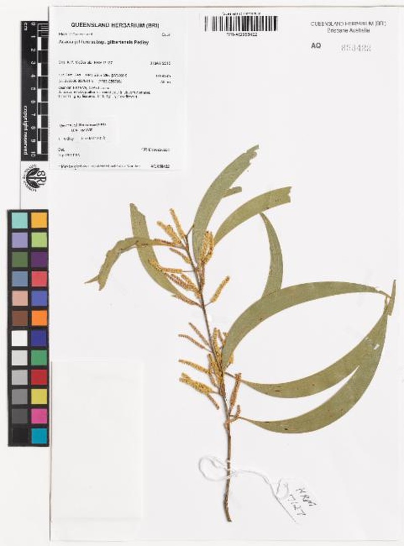 Acacia julifera subsp. gilbertensis