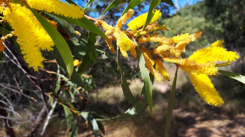 Acacia julifera subsp. julifera