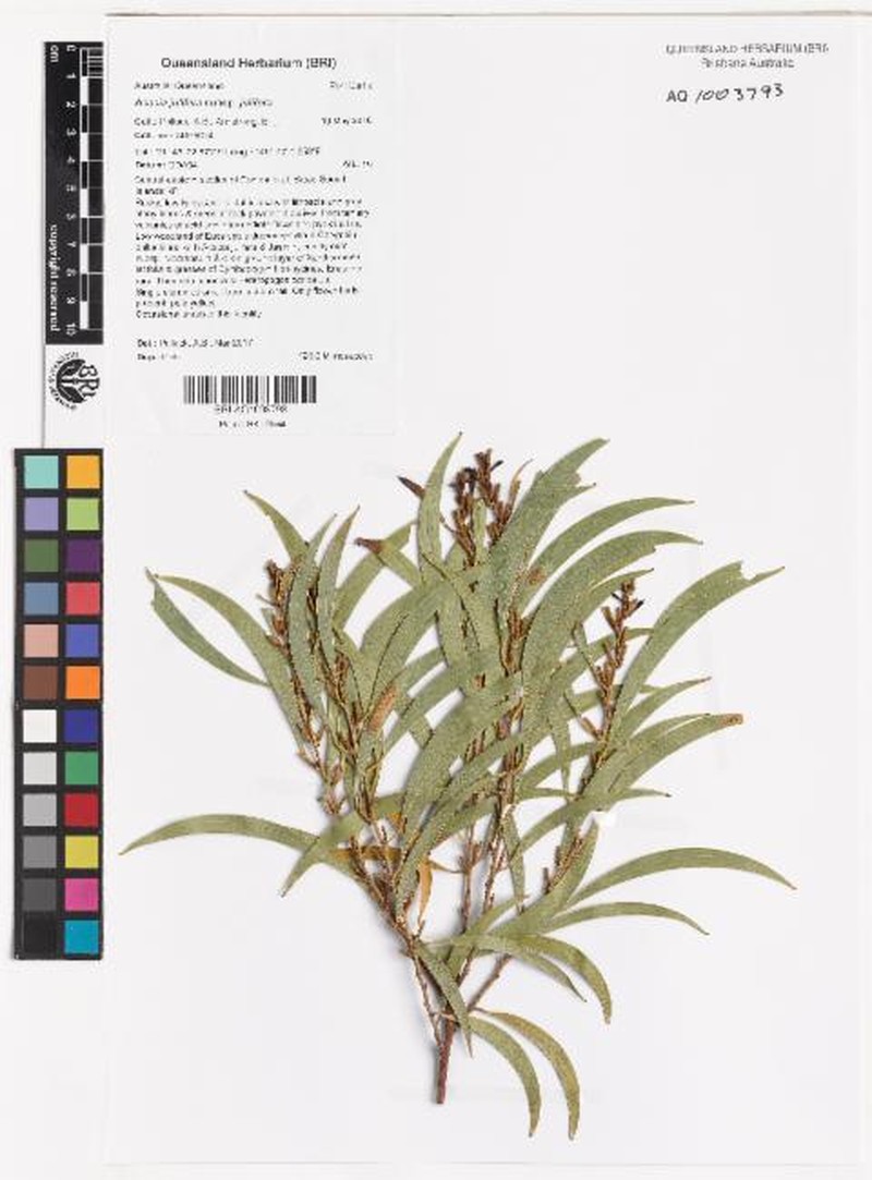 Acacia julifera subsp. julifera photo 2
