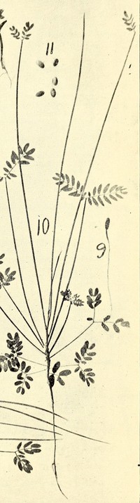 Acacia juncifolia