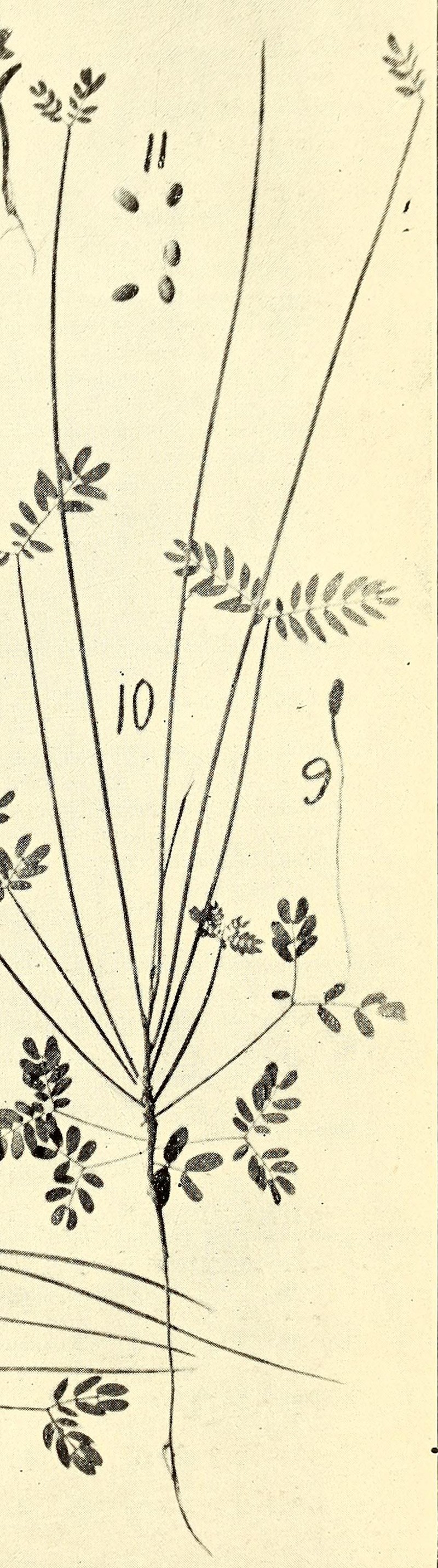 Acacia juncifolia