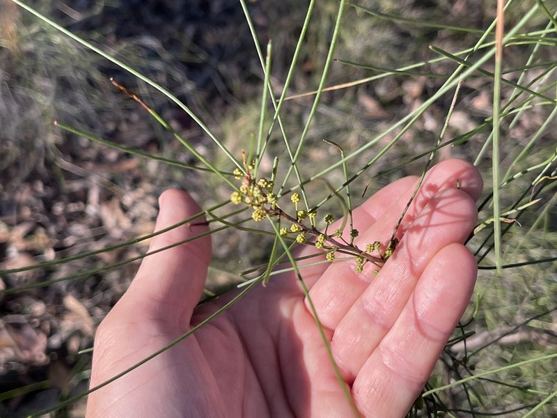 Acacia juncifolia photo 2