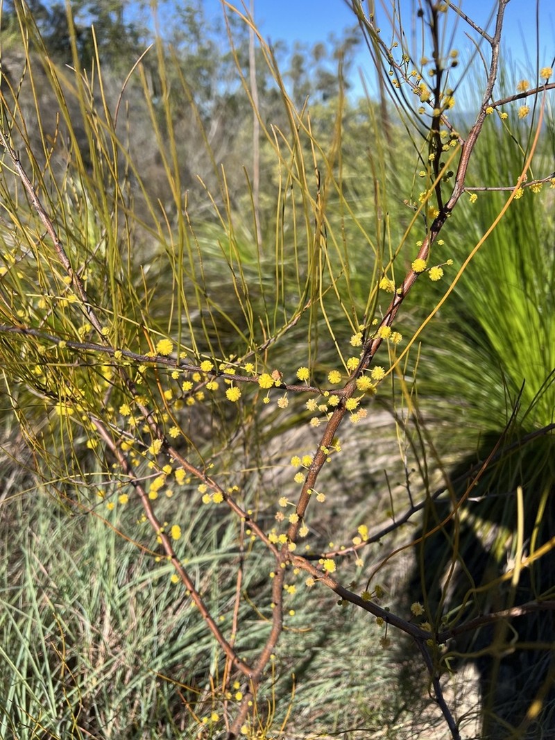 Acacia juncifolia photo 3