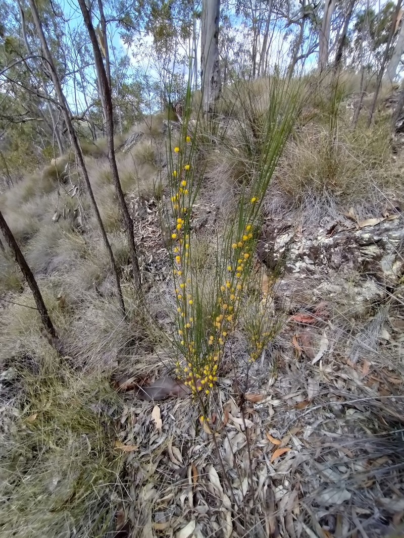 Acacia juncifolia photo 5