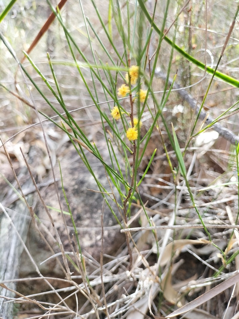 Acacia juncifolia photo 6