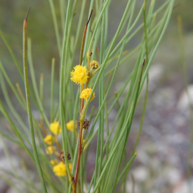 Acacia juncifolia photo 7