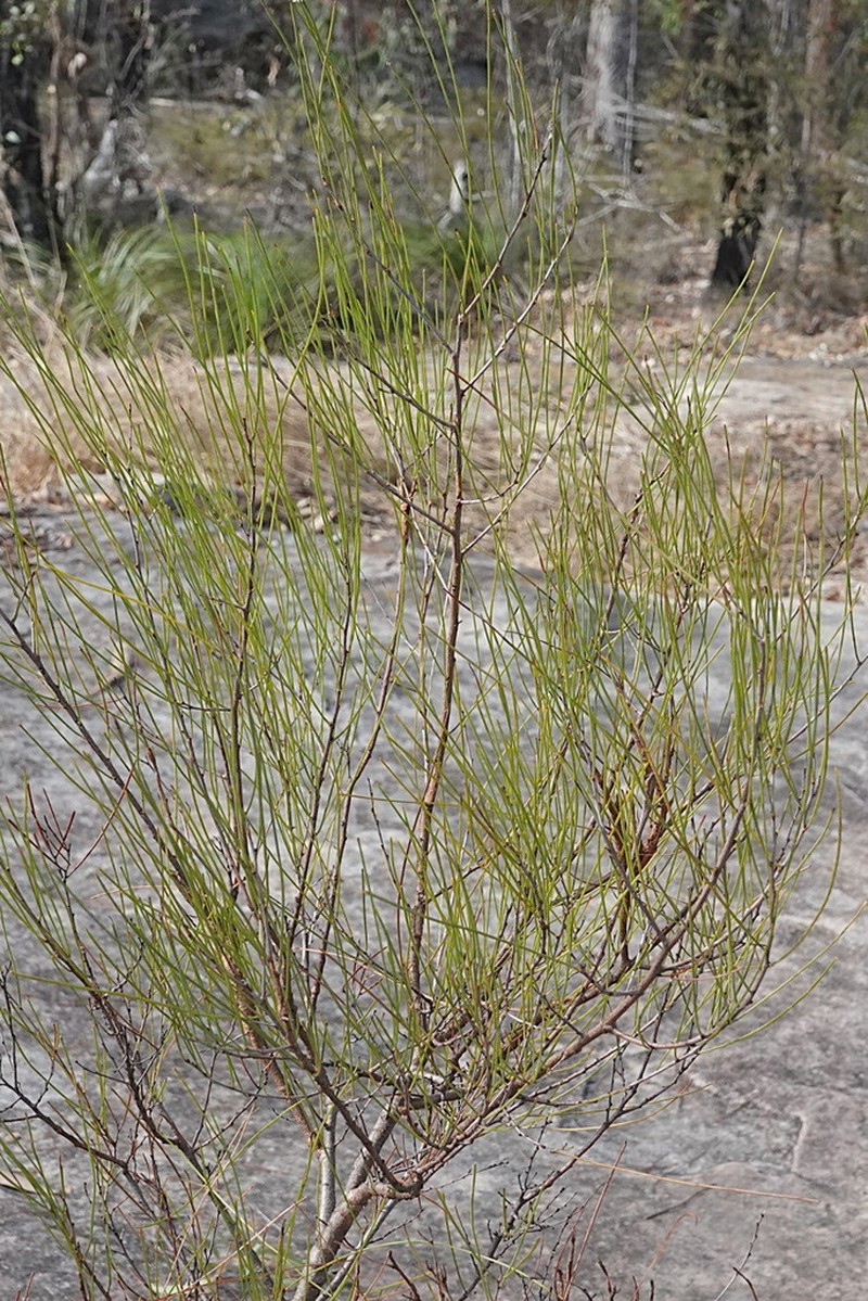 Acacia juncifolia photo 8