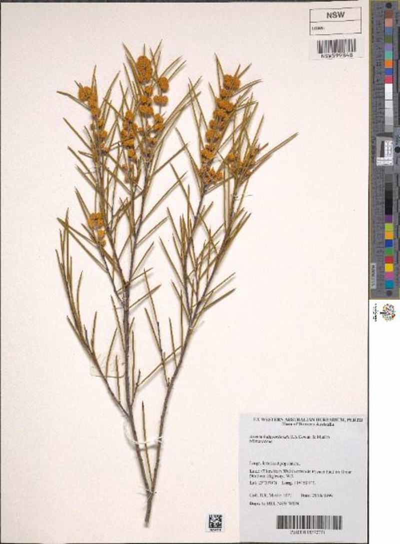 Acacia kalgoorliensis photo 2