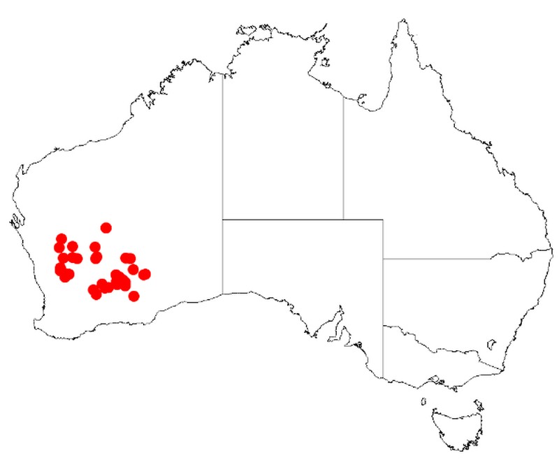Acacia kalgoorliensis