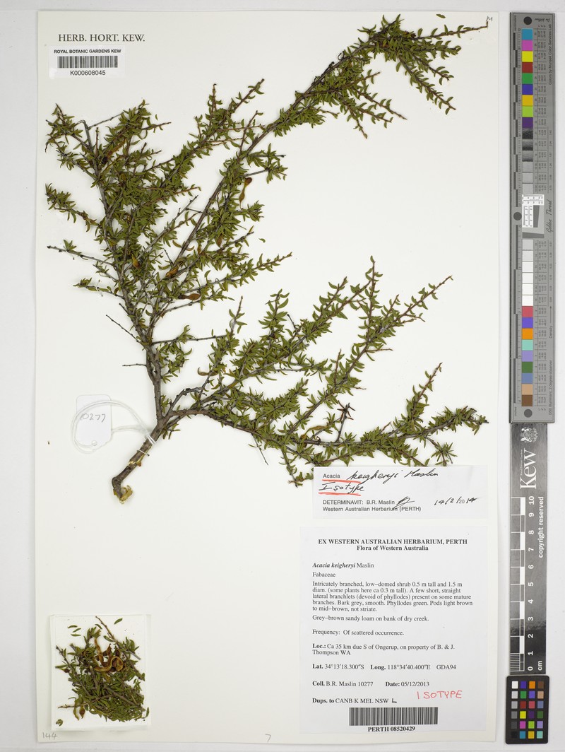 Acacia keigheryi