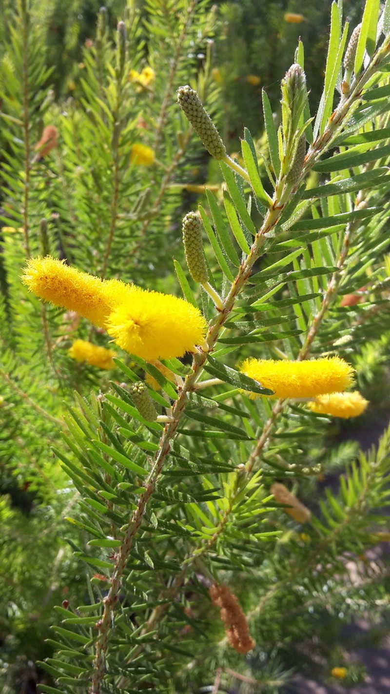 Acacia kelleri photo 3