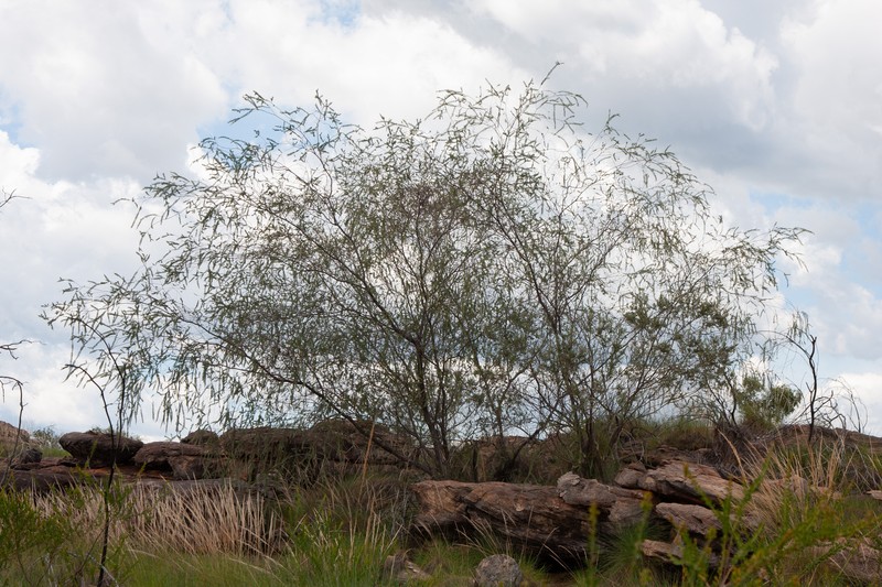 Acacia kelleri photo 7