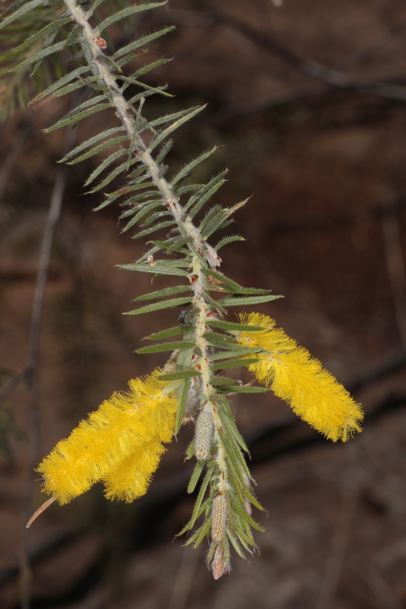 Acacia kelleri photo 8