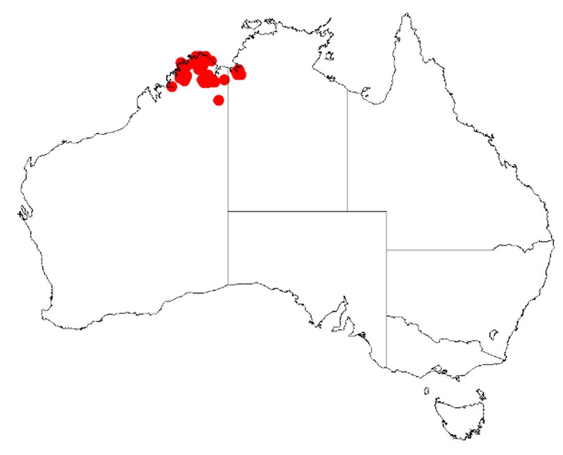 Acacia kelleri