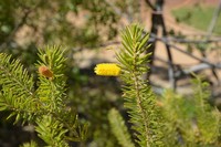 Acacia kelleri