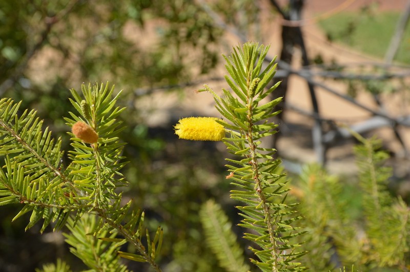 Acacia kelleri photo 2