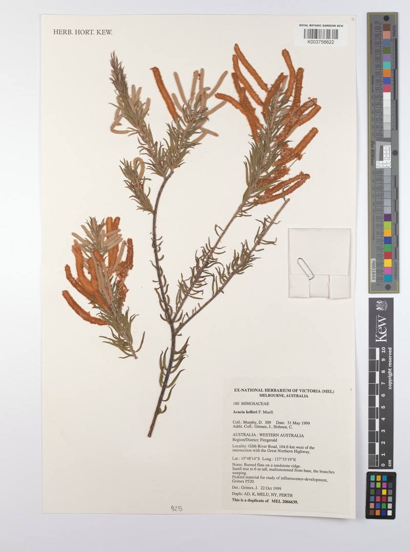 Acacia kelleri photo 4
