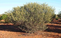 Acacia kempeana