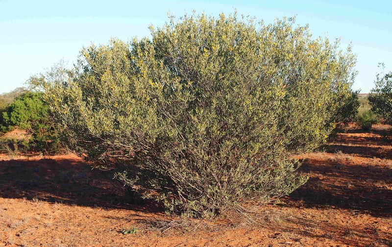 Acacia kempeana